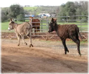 horse shelter