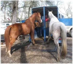 horse shelter