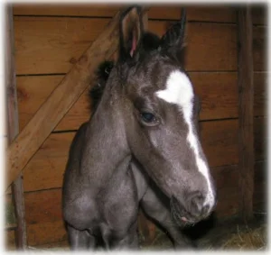 horse shelter