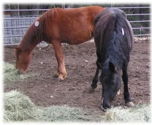 horse shelter