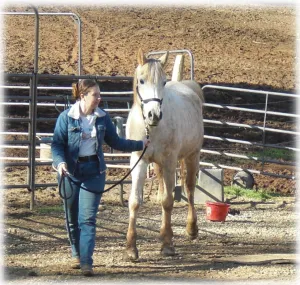 horse shelter