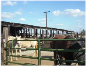 horse shelter
