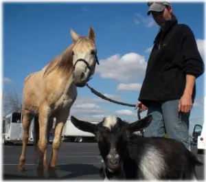 horse shelter