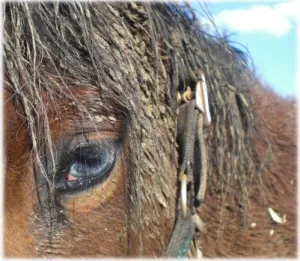 horse shelter