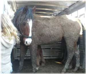 horse shelter