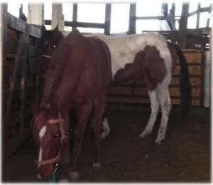 horse shelter
