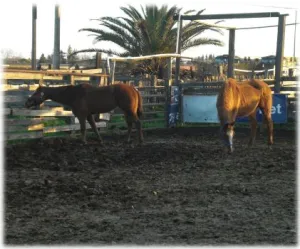 horse shelter