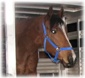 horse shelter