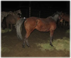 horse shelter