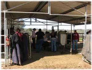horse shelter