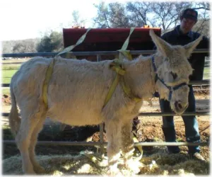 horse shelter