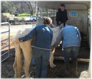 horse shelter