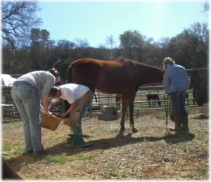 horse shelter