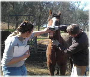 horse shelter