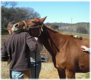 horse shelter