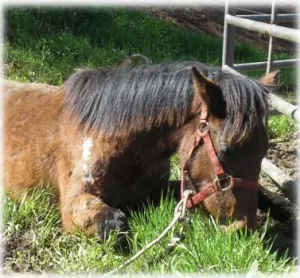 horse shelter