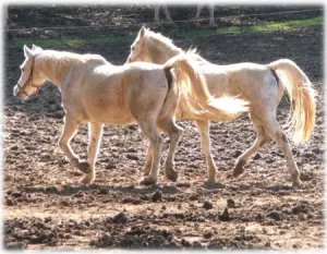 horse shelter