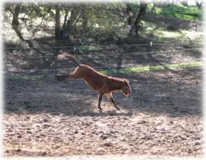 horse shelter