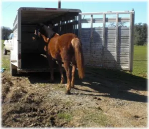 horse shelter