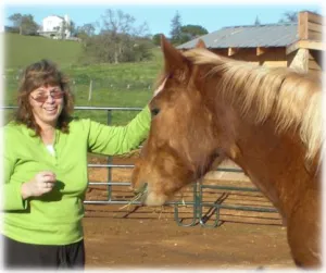 horse shelter