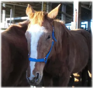horse shelter