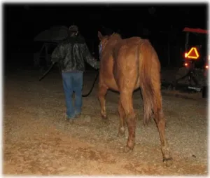 horse shelter