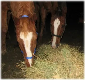 horse shelter