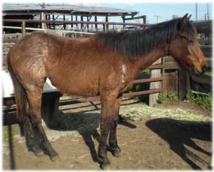 horse shelter