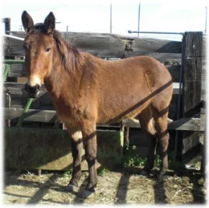 horse shelter