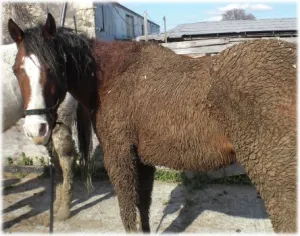 horse shelter