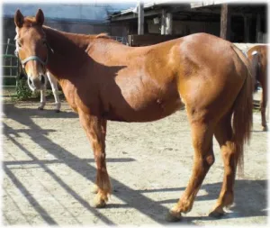 horse shelter