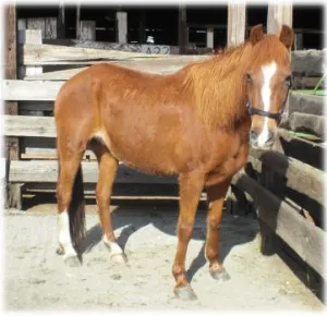 horse shelter