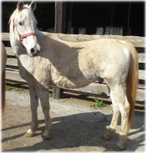 horse shelter