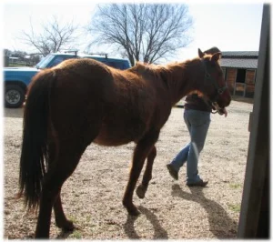 horse rescue