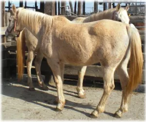 horse shelter