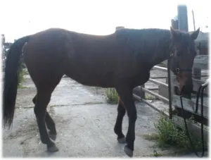 horse shelter