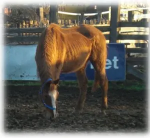 horse shelter