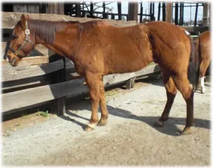 horse shelter