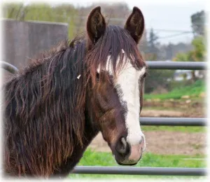 horse shelter