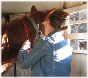 horse rescue