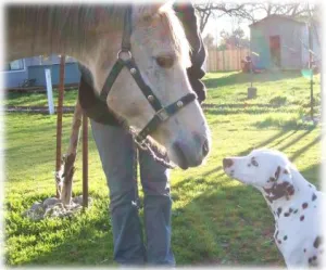 horse shelter