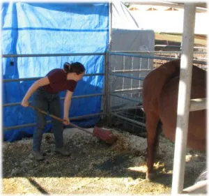 horse shelter