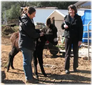 horse shelter