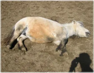horse shelter