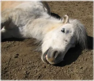 horse shelter