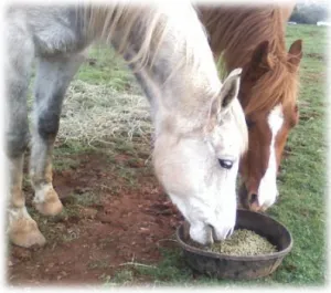 horse shelter