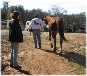 horse shelter