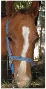 horse shelter