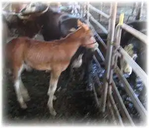 horse shelter