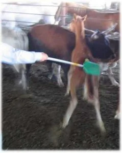horse shelter
